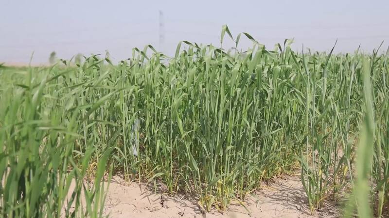 58秒｜德州武城牵手农业高校院所破难题，盐碱地里长出良种小麦苗