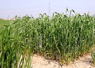 35秒 | 德州：810万亩小麦进入拔节孕穗期 一二类苗占95.14%