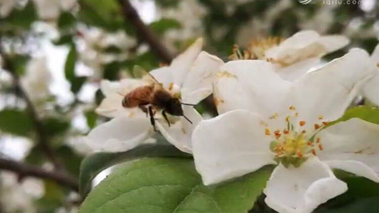【奋斗百年路 启航新征程•同心奔小康】沂蒙山蜂蜜里的“百花香”