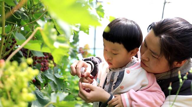 52秒丨樱桃、葡萄都熟了！潍坊市民“五一”假期尽享采摘乐趣