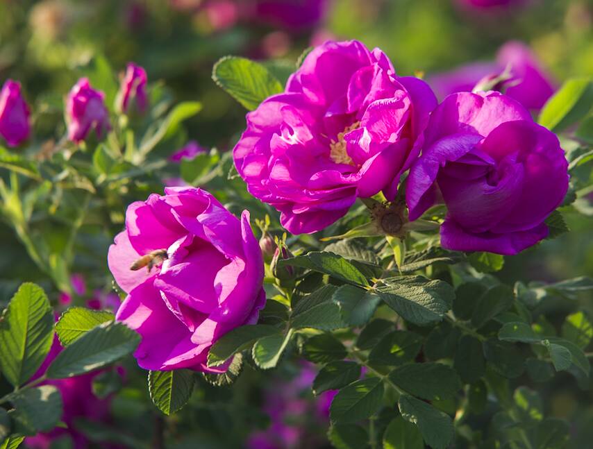 济南“市花”玫瑰被央视相中，向全国推介! ​