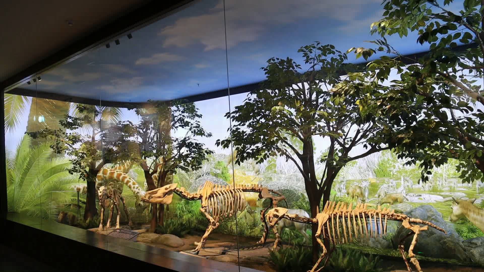 64秒丨和铲齿象古化石面对面 到泉城欧乐堡来一场穿越400万年的对话