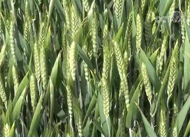 央视《朝闻天下》关注德州齐河：防控小麦条锈病 确保夏粮丰产丰收