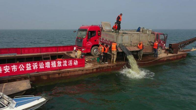 痛到不敢再犯！东平湖非法捕捞者被罚40万买鱼苗增殖放流