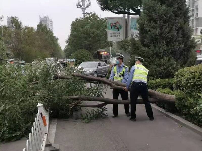 聊城：大风吹倒树 警民合力清理道路恢复交通