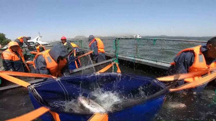 100万斤！枣庄岩马湖开年第一网捕“肥鱼” 最大一条重20斤