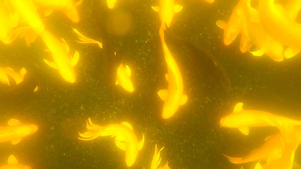 济宁邹城：锦鲤水下游动身姿优美 就像披上一层金纱