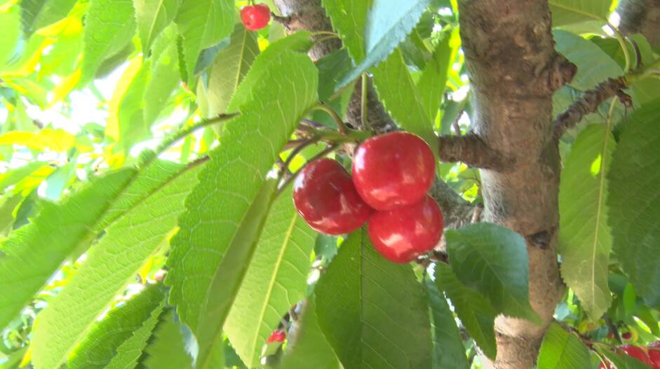 味道好、产量大，供不应求！枣庄市中区2000亩大樱桃喜获丰收