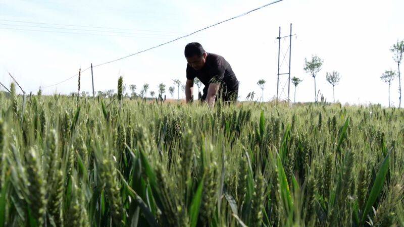 泰安肥城：农民种地咋管理？大数据告诉你！