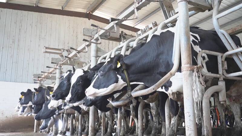 德州武城：奶牛戴上智能“项圈”，牛奶品质和产量有了“双保险”