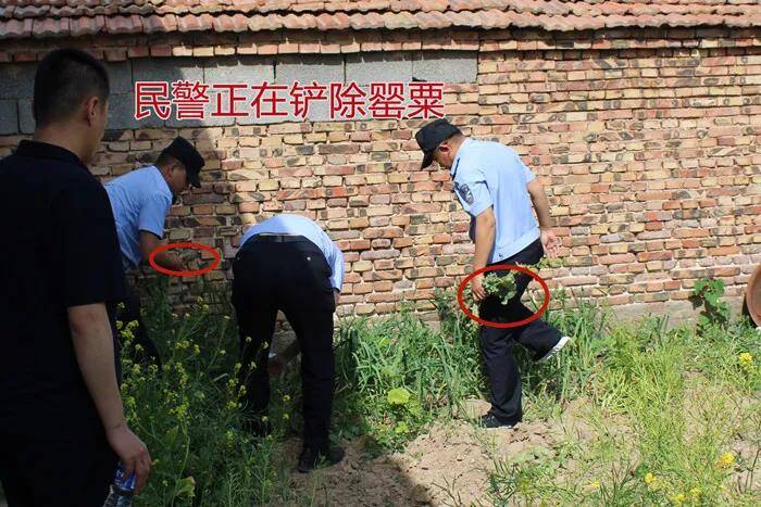罂粟不是花，一株也违法！滨州沾化公安查处两起非法种植罂粟案件