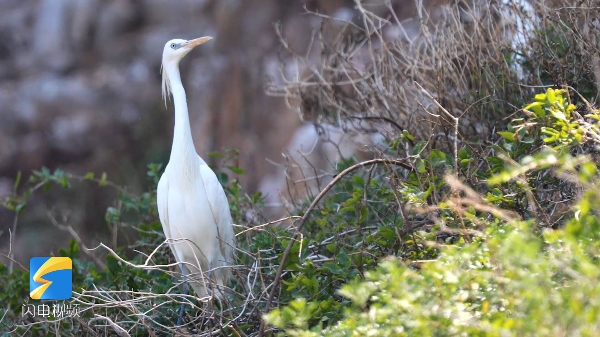 长岛 吸引黄嘴白鹭 安家落户 海鸟敏感地记录长岛生态环境改善