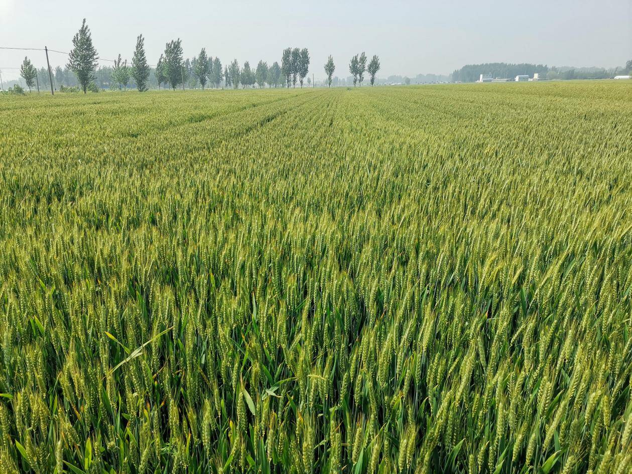 枣庄市峄城区阴平镇7.3万亩小麦长势喜人