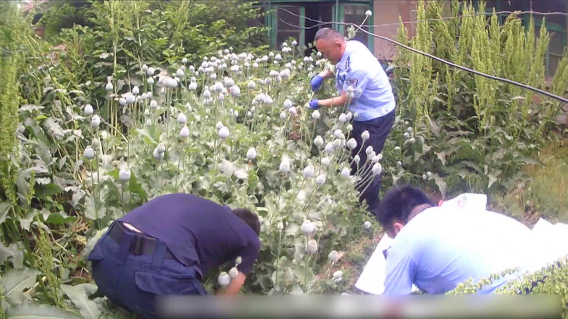 民房院内种植193棵罂粟，德州民警依法逐一清除