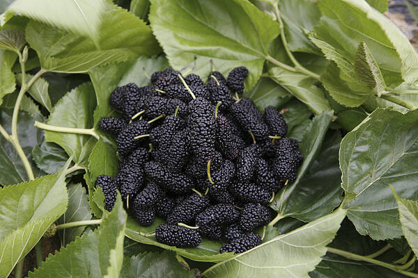 夜读夏津的桑葚熟了