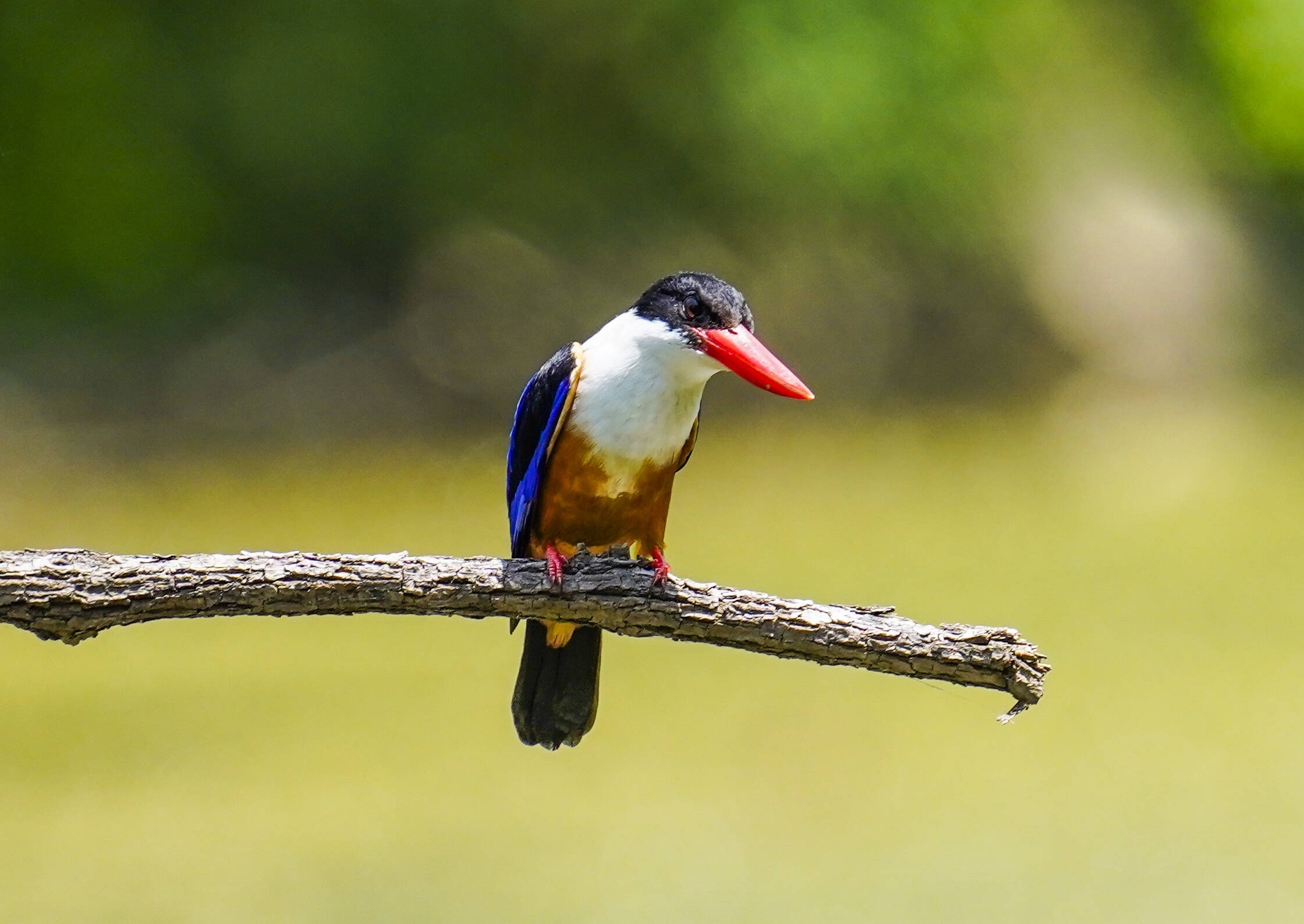 济南难得一见的蓝翡翠鸟现身南部山区