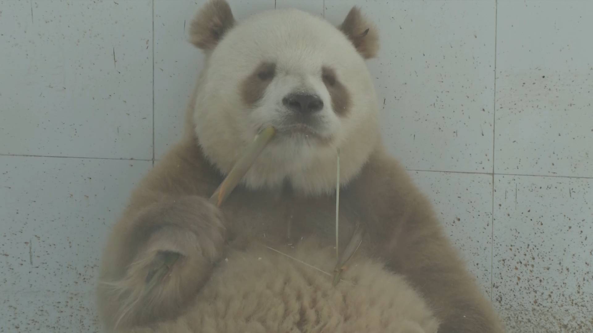 可可爱爱~世界唯一圈养棕色大熊猫“七仔”亮相秦岭四宝科学公园