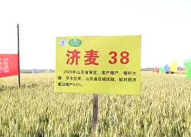 63个小麦新品种在德州集中展示 济麦38引关注