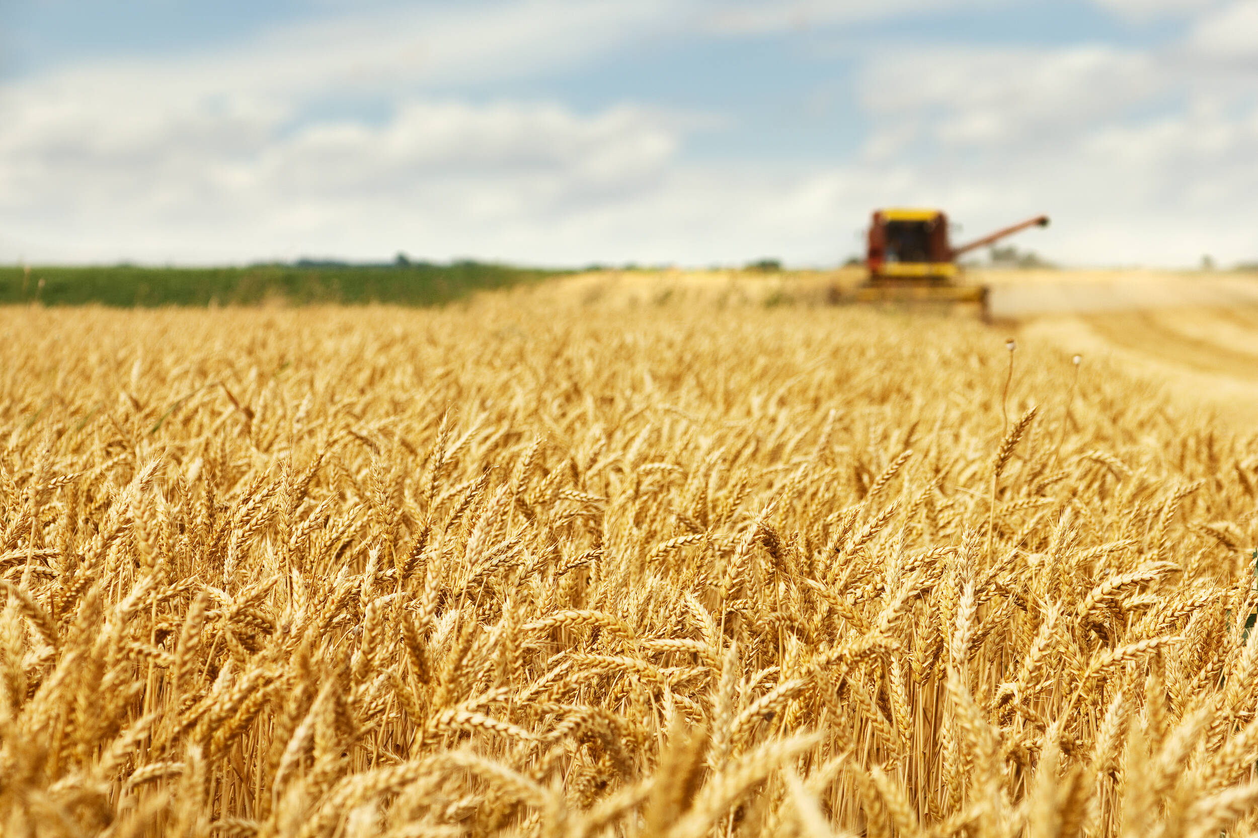 济南三夏麦收开镰！小麦种植面积329.9万亩 已收获1.7万亩