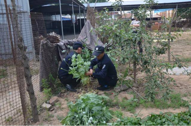 滨州开发区警方发现并铲除非法种植的罂粟3316株 行政处罚11人