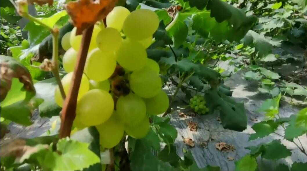 滨州：瓜果飘香 果蔬为媒 徒骇河流域果蔬产业示范带初具规模