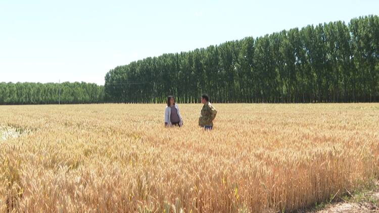 今日芒种 滨州邹平小麦即将进入集中收获期