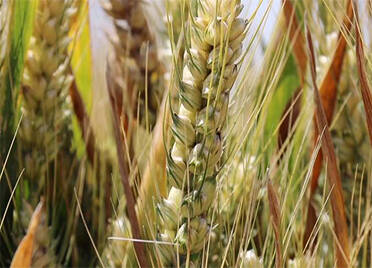 齐河：30万亩粮食绿色高质高效创建核心示范区小麦测产亩均656.7公斤 增产约9%