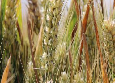 “质”“量”兼优！德州小麦测产进行时 各地增产幅度明显