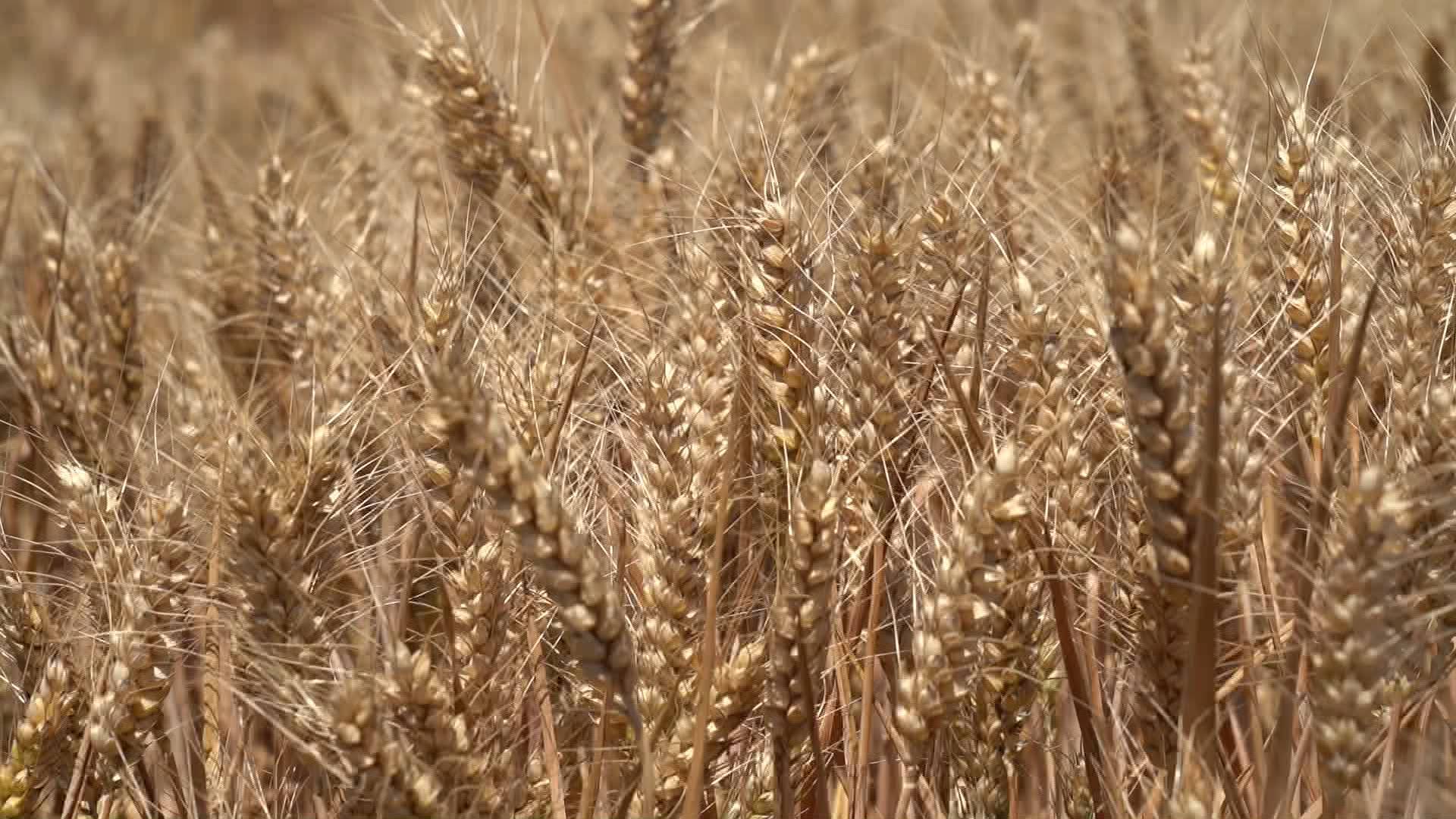 山东小麦收获超1706万亩，未来三天天气对麦收夏种有利，这些地方注意对流天气