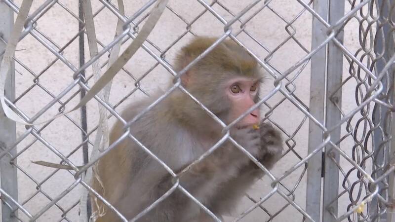 德州齐河：小猕猴患病 民警帮其安新家