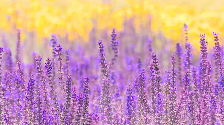 鼠尾草绚烂绽放美如紫色迷雾  送你一份来自烟台的夏日浪漫！
