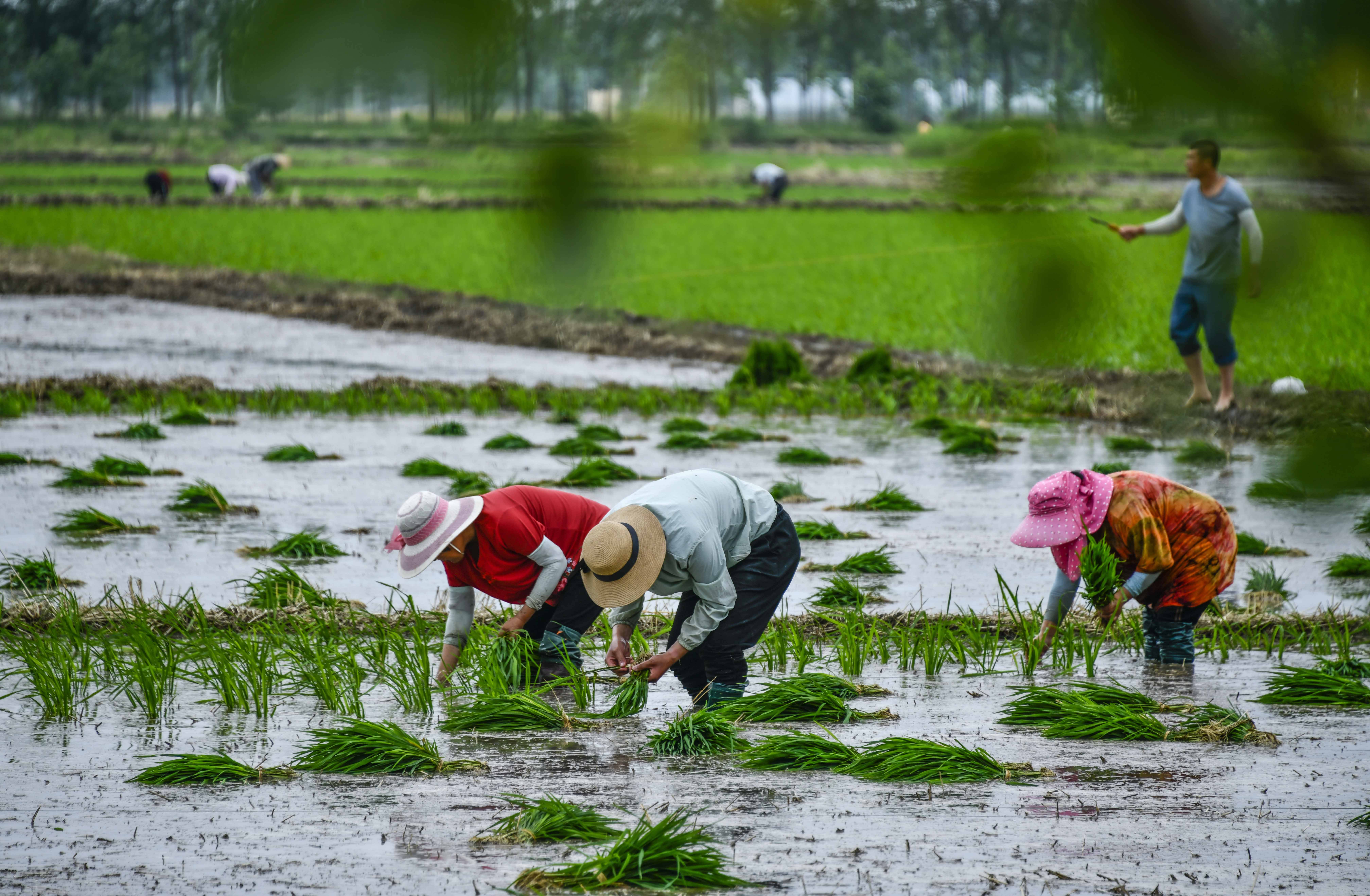 6月16日,枣庄市台儿庄区邳庄镇涛沟桥村农民在田间插秧.