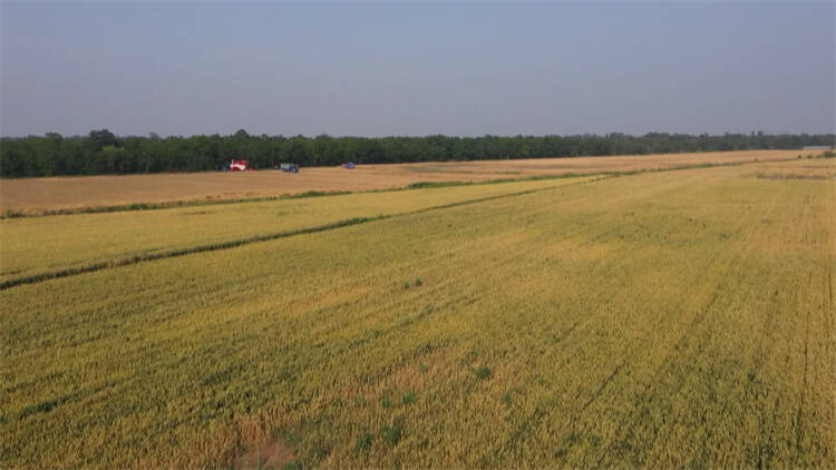 东营利津：49万亩小麦开镰收割 农机合作社担当主力军