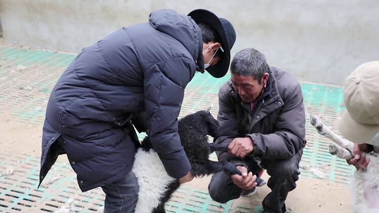 聊城人在青海｜草原上建起藏羊规模养殖基地！小羊长更快，牧民更省心