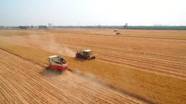1.26万台小麦联合收割机抢收！潍坊483.3万亩小麦全部收获完毕