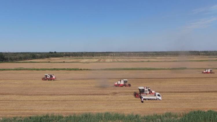 东营区：麦收工作平稳有序 16.18万亩小麦收割基本完成