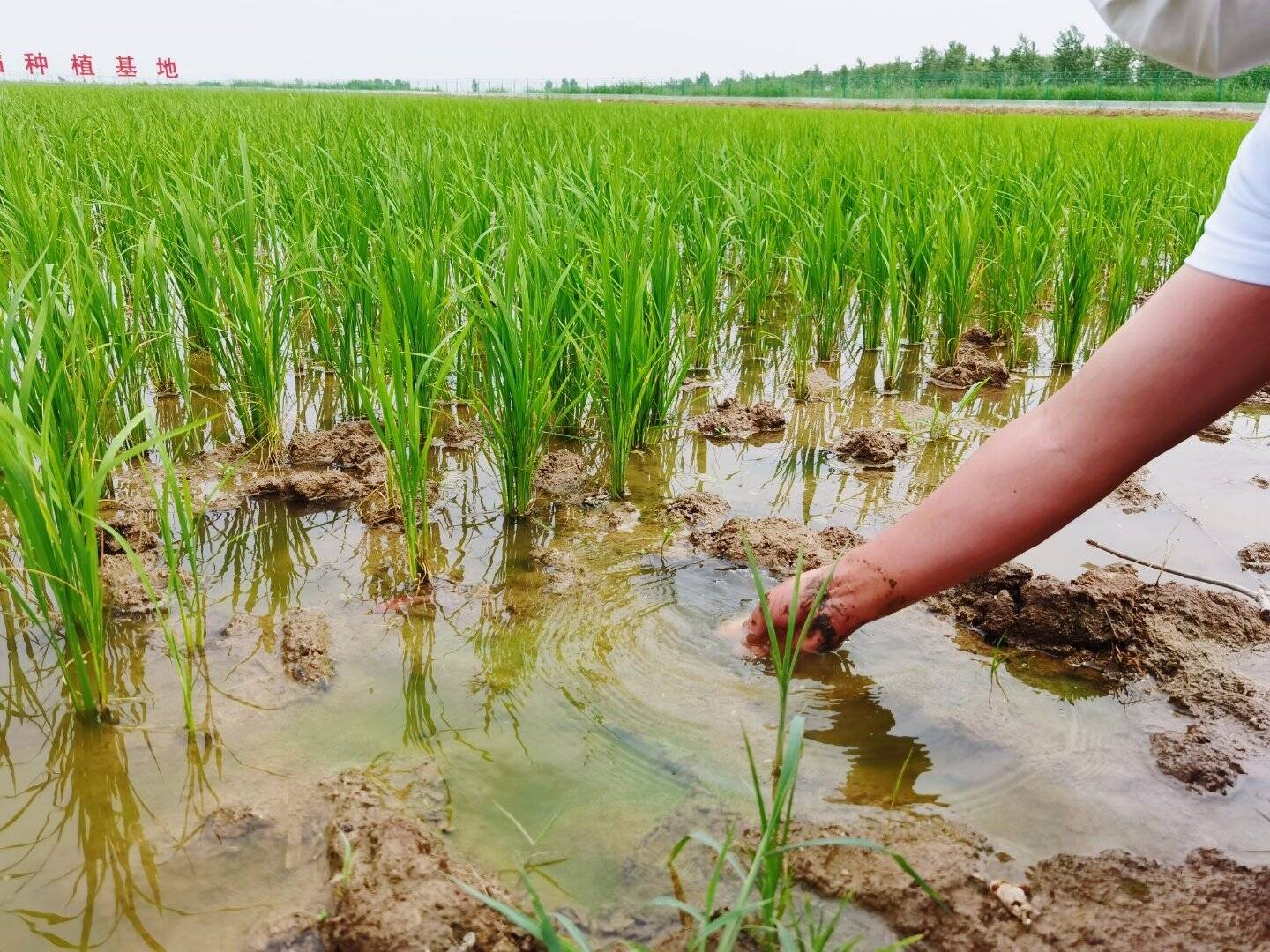 财看闪电丨山东设立5亿元新旧动能转换基金 支持海水稻产业发展