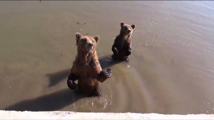 太皮了！9只棕熊意图实施“逃跑计划” 消防员抽水拦下