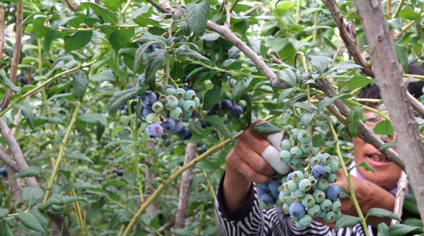 日照东港区：两万余亩蓝莓进入采摘期 带动农民增收4000余万元