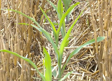 德州农技专家田间指导 玉米苗期防治病虫害和除草