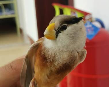 鄒平市臺子鎮派出所成功解救一只珍稀鳥類—震旦鴉雀