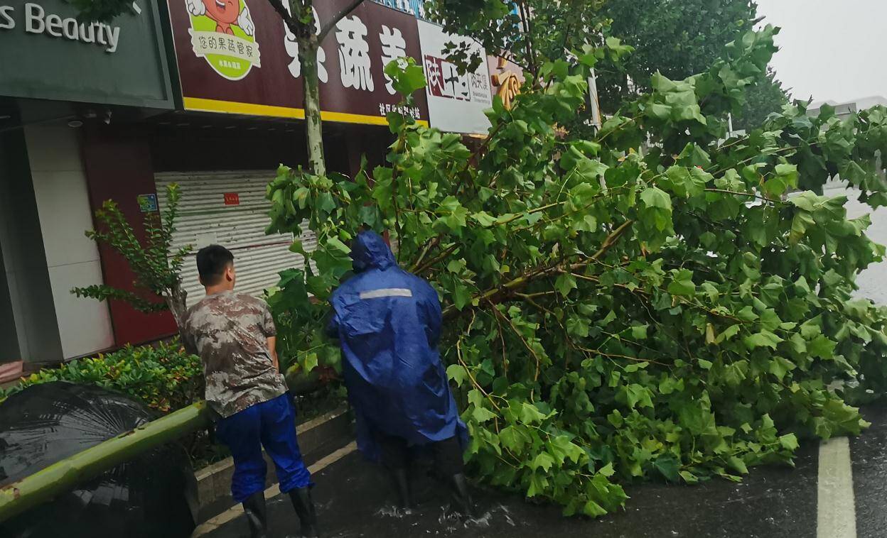 一棵大树被风雨吹倒“躺”在马路中间，3名济南公交工作人员冒雨清理
