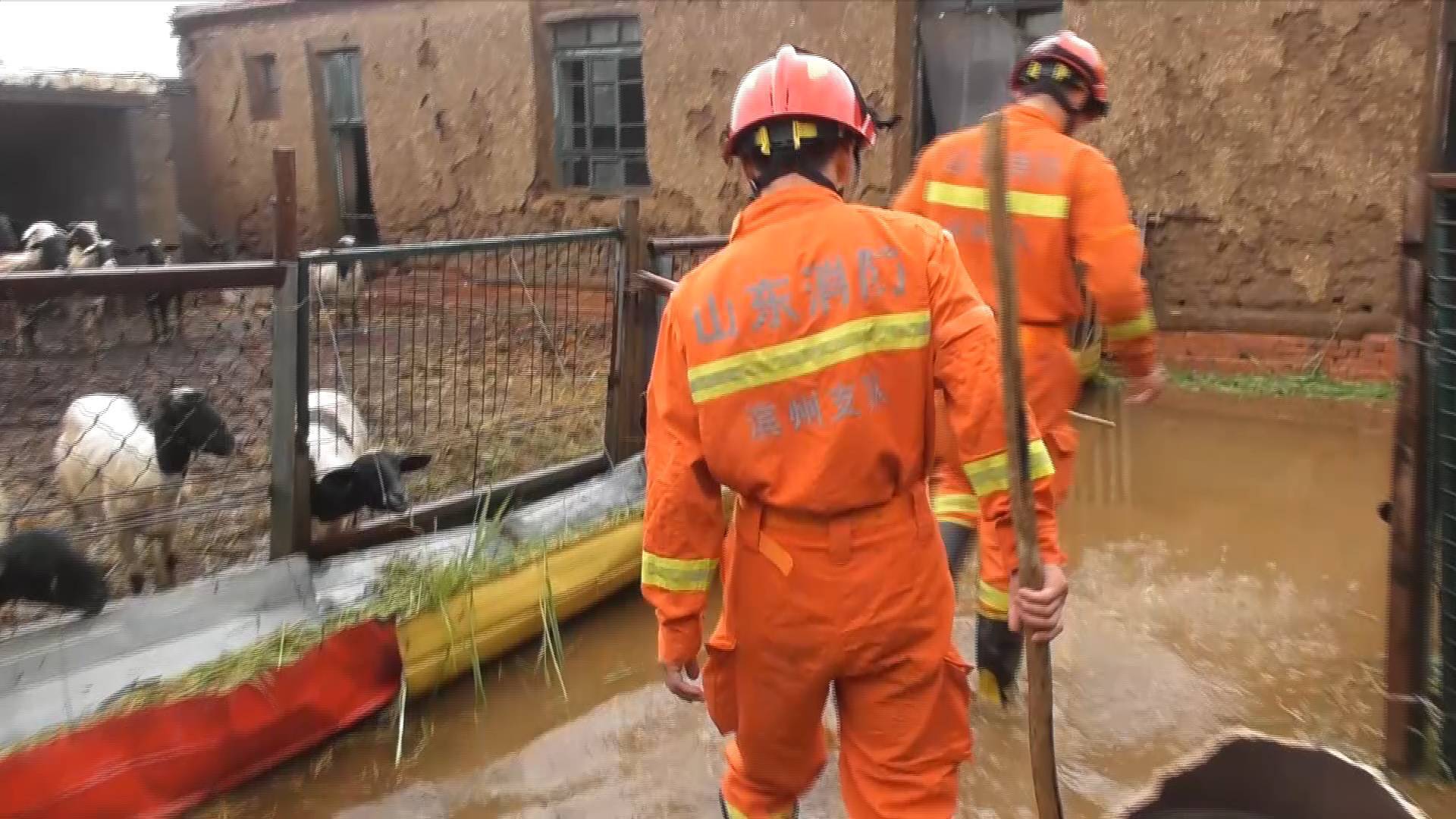 持續降雨導致村戶羊圈積水 濱州消防救援人員緊急排澇