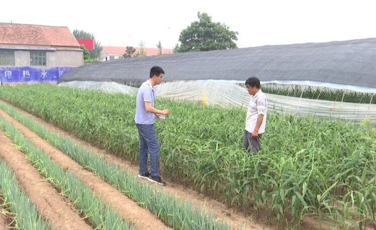 频繁降雨蔬菜如何管理 潍坊安丘组织农技专家深入田间地头为菜农支招