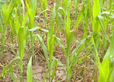 德州农技专家田间指导 科学应对玉米棉花雨后生产管理