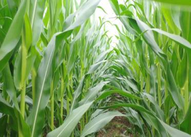 玉米正值穗期，遇强降雨极易倒伏 德州农技专家田间来支招