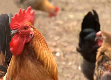央视《新闻联播》报道德州乐陵谭家村 枣树下养鸡打造循环农业