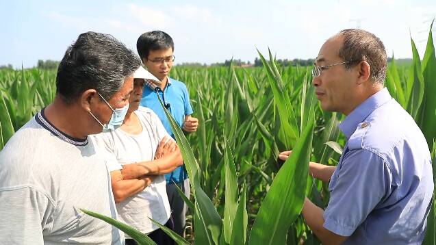 潍坊昌乐农技专家为玉米增产“支招”
