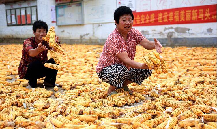 临沂市郯城县10万亩春玉米喜获丰收