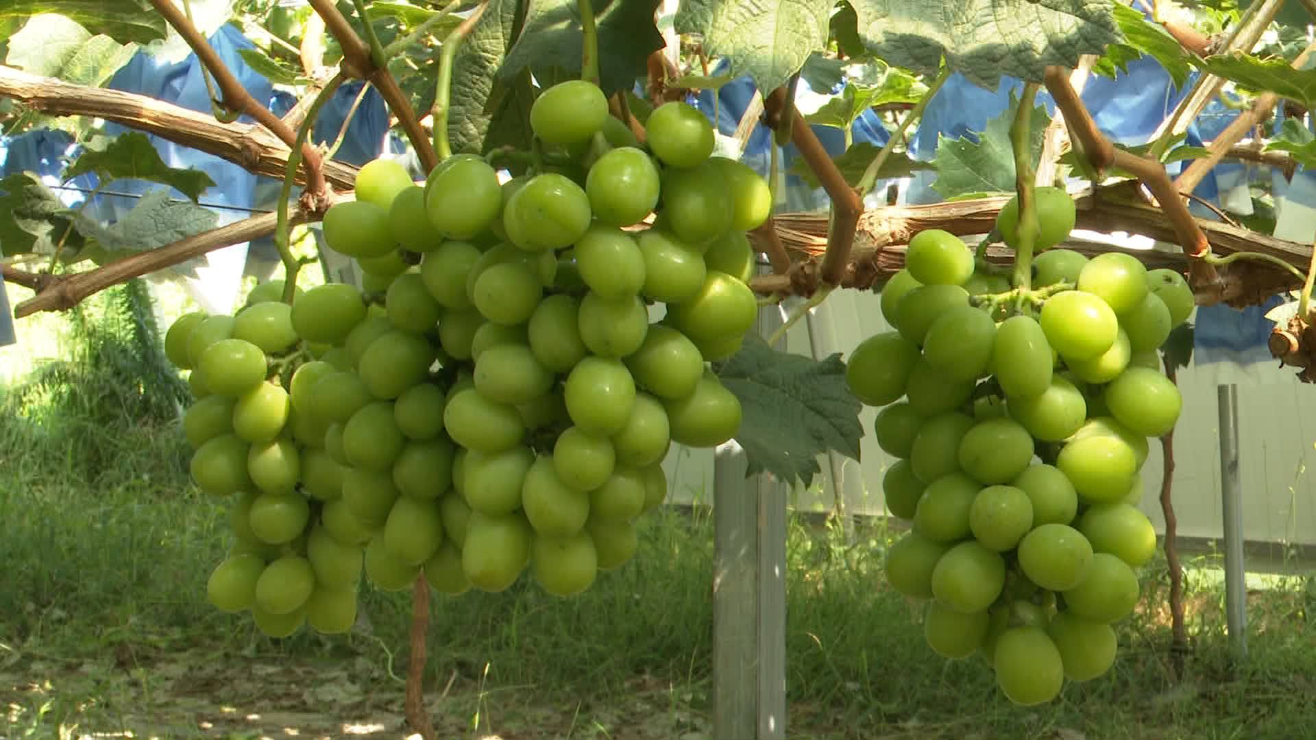 葡萄中的“爱马仕”即将上市 龙口果蔬专业合作社让村民足不出户增收致富